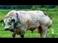 This hulking bull was bred for its meat but when it tries to move the controversy becomes clear