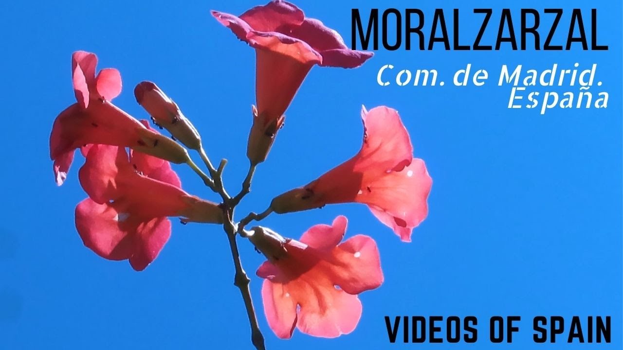 ¿Cómo es la localidad de #Moralzarzal, pueblo de la Comunidad de Madrid? Descúbrelo en este vídeo.