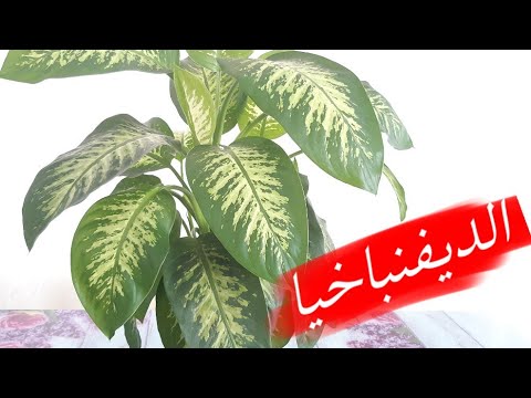 فيديو: أفكار نباتية للشقوق - نصائح للبستنة في الشقوق والشقوق