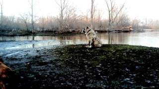 Алабай Батя на прогулке в паводок. Alabai Batya on a walk during a flood