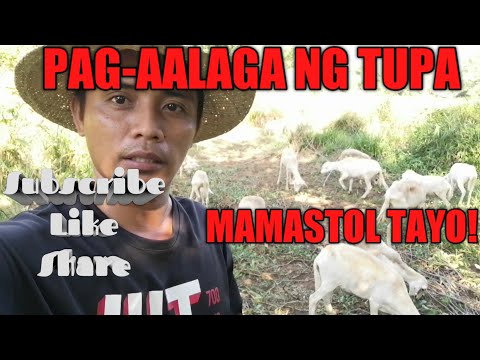 Video: Kung Paano Mag-alaga Ng Tupa