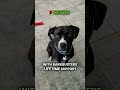 Rhubarb is a 1-2-year-old Border Collie/Pit Bull mix #shorts