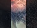 BarberASMR #BeardTrim #BeardCare #Grooming #BeardDetail #CloseASMR #SharpBeard #CleanBeard #Bear