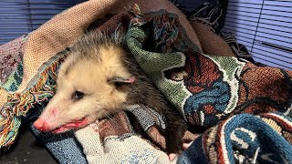 Possum rescued after being hit by a car. #follow #viral #trending #rescue #possum #cute #love #baby