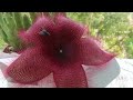 Стапелия крупноцветковая. Stapelia grandiflora. Опыление.