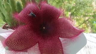 Стапелия крупноцветковая. Stapelia grandiflora. Опыление.