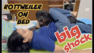 Funniest Rottweiler Moments: Hilarious Rottweiler Video That Will Make Your Day!| Lady Ollie On Bed