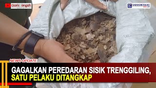 GAGALKAN PEREDARAN SISIK TRENGGILING, SATU PELAKU DITANGKAP#garistengahmedia #gtm #pekanbaru #riau