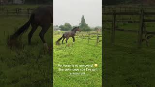 Funny Horse
