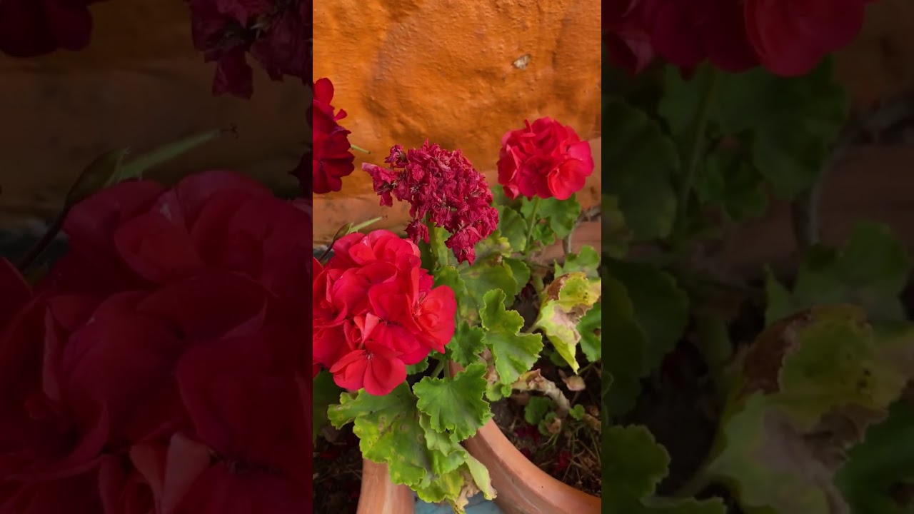 Truco Para Florecer Geranios Facilmente 