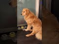Kinda seems like he wants to play.... not 100% sure though 😆😆