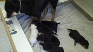 Kiwi and the Pups