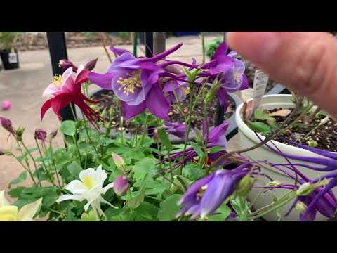 Video: Cultivo de la flor de Columbine: cómo cuidar a Columbine