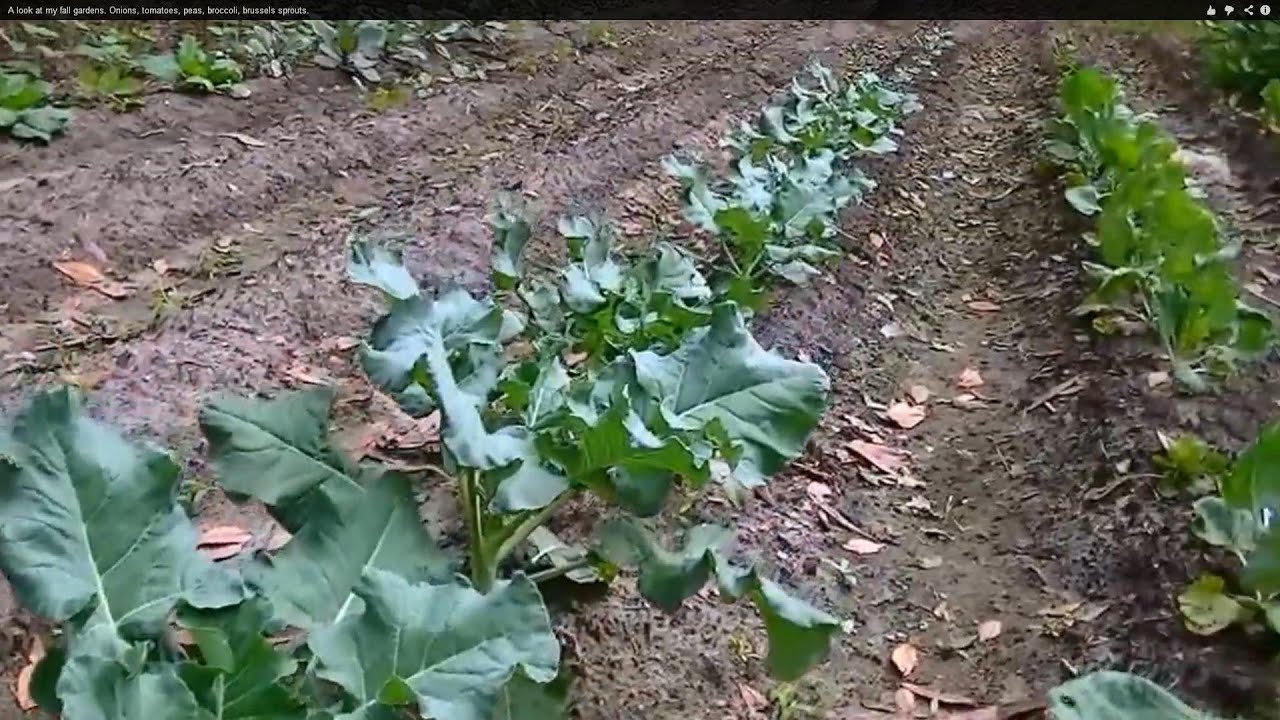 Living off the land. Plant in stages to have a longer harvest. YouTube