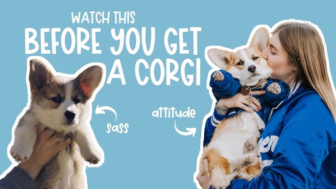 Train Your Corgi Puppy Not To Bite — Willo the Corgi