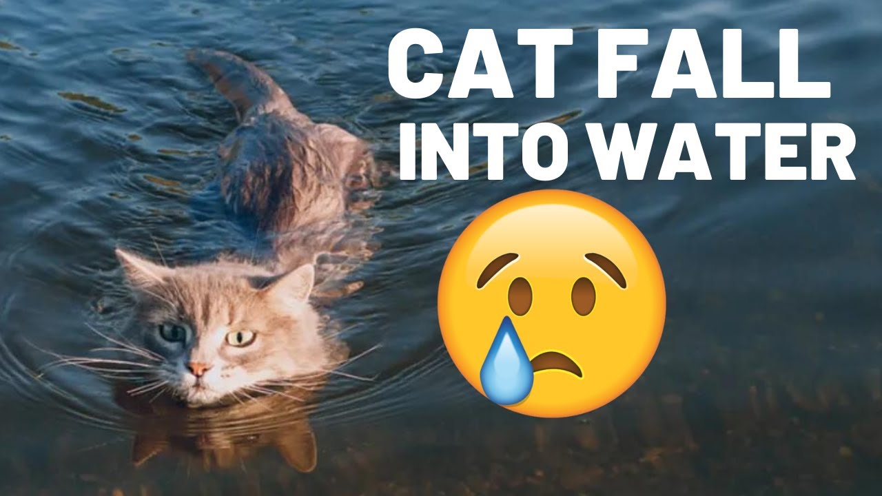 Why Is My Cat Falling Over at Gregory McClellan blog