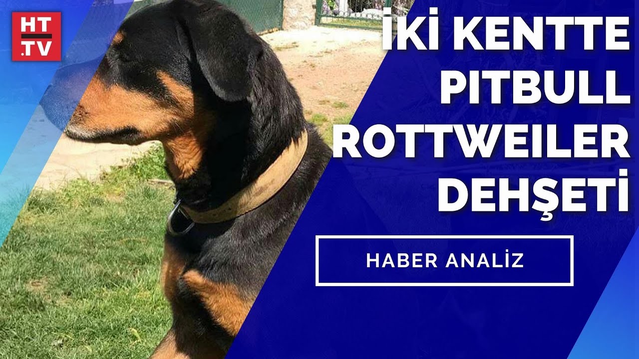 Pitbull Ve Rottweiler Cinsi Kopek Beslemek Yasal Mi Haber Analiz 22 Temmuz 2021 Youtube
