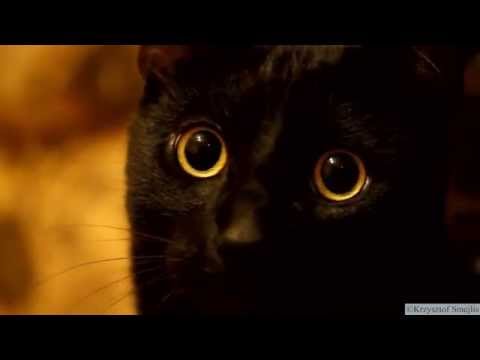 funny-face-of-black-cat