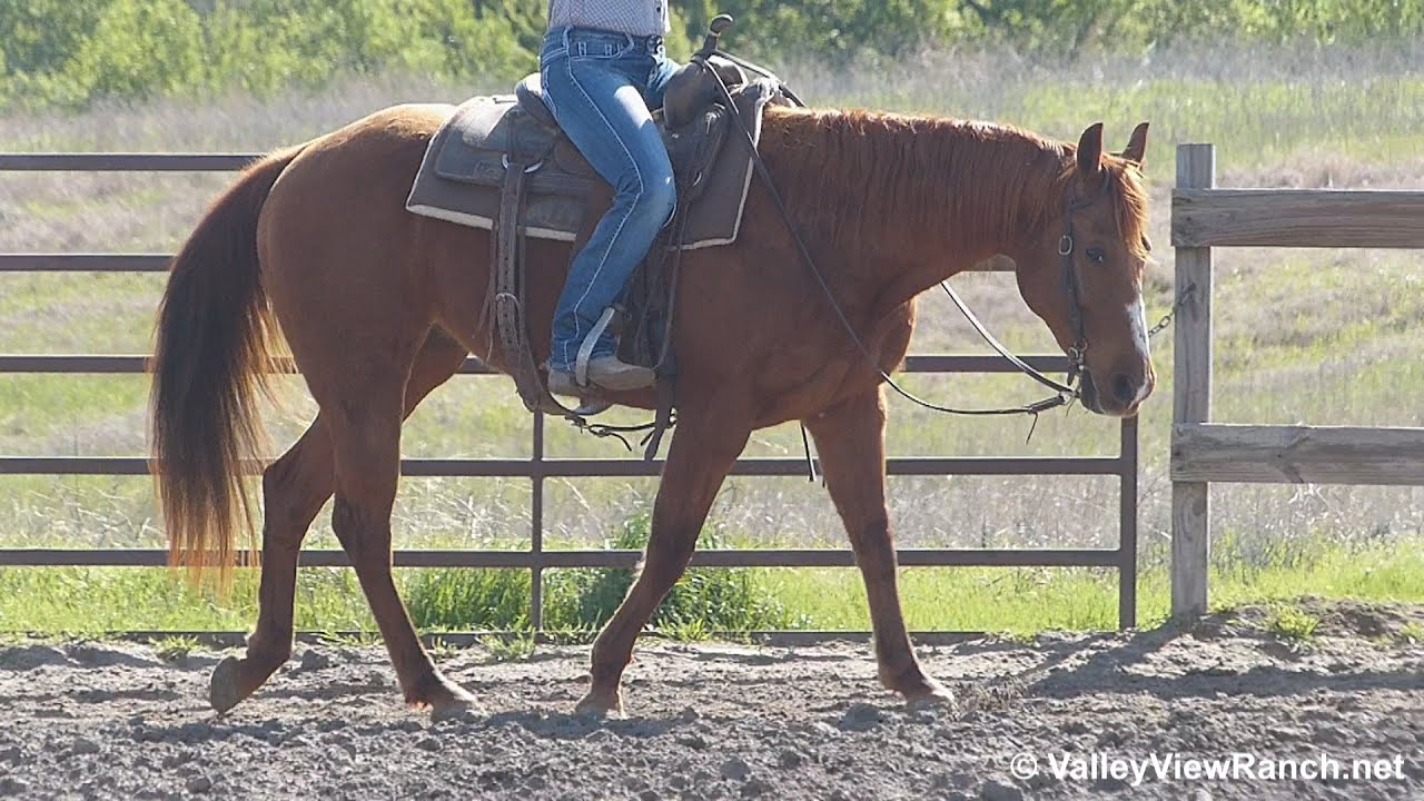 Smart Sailing Chic - riding in outdoor arena #2 - Valley View Ranch