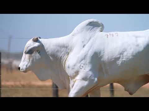 LOTE 141 - B 474