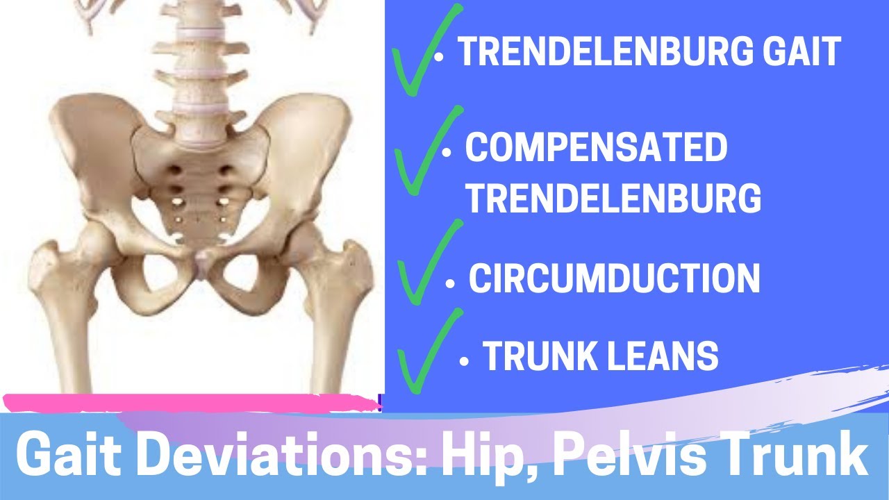 Body Proportions - Musculoskeletal Pain - Sports Performance - Damien  Howell PT