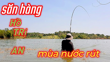 Câu cá hoàng đế hồ trị an mùa nước đang rút ,cá ăn mạnh