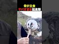 骨を主食にするヤバすぎる猛禽類【雑学】