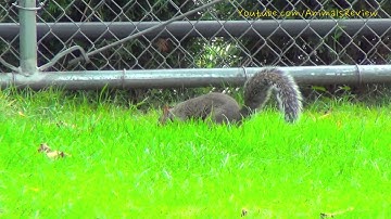 Squirrel Running Around - Squirrel and Nut