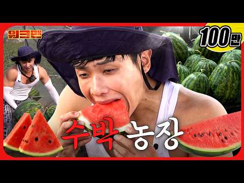<strong>택배</strong> 상하차 뺨치는 1.2톤 수박 나르기 🍉💦ㅣ수박농장ㅣ워크맨ㅣ이준