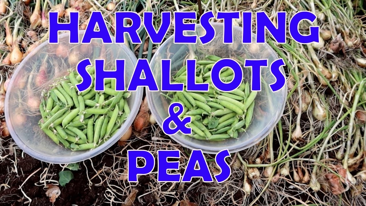 Harvesting Shallots and Peas YouTube