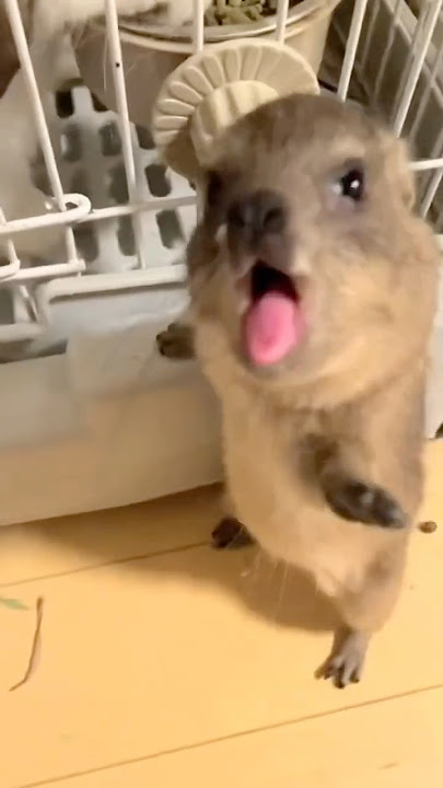 Why Is This Animal So Clumsy