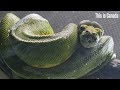 Extraordinary face and skin of a curled green tree python snake. 