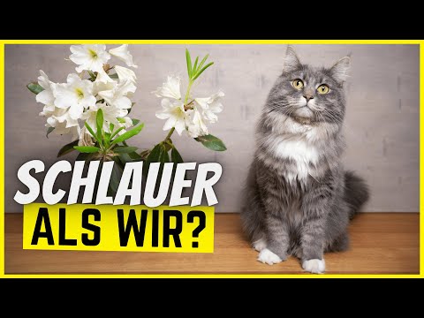 Video: 7 Fehler, die Hundebesitzer im Winter oft machen