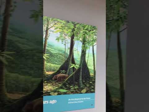 Βίντεο: Μουσείο Φύσης του Ντένβερ & Επιστήμη