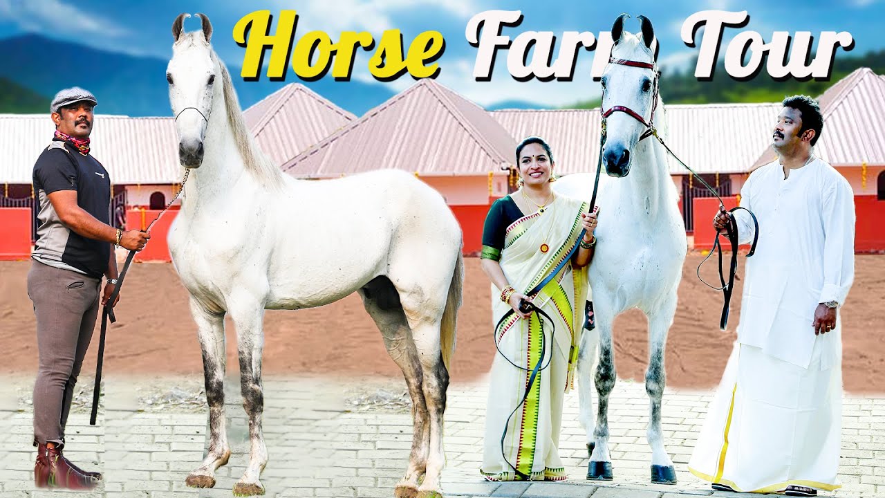 Экскурсия по конной ферме «Маджестик Марвари и Нукра» | Фермы Шри Хари Тамил Наду / Керала