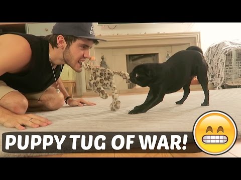 PUPPY-TUG-OF-WAR