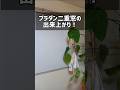 プラダンと配線モールで簡単二重窓DIY　#結露対策 #寒さ対策 #窓 #断熱 #マスキングテープ　窓の防寒対策に！冬の省エネ対策に！カーテンのカビ対策に！