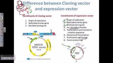 M13 as a cloning vector