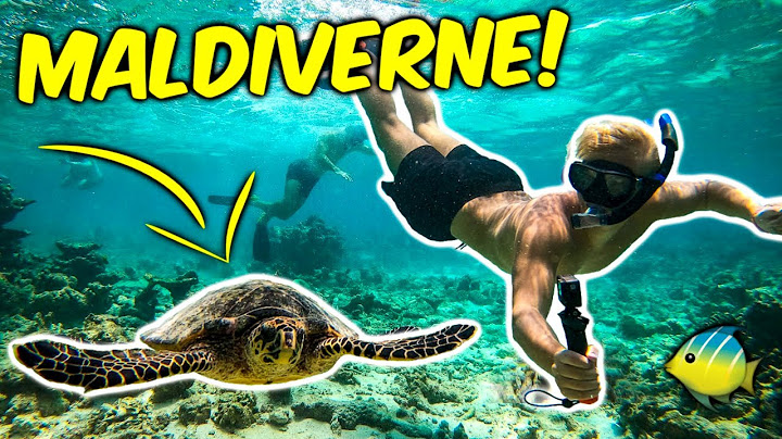 Svømmer med HAVSKILDPADDER på MALDIVERNE!