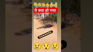 ये क्या हो गया अचानक  ll shorts #trending #shortvideo