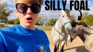 Entertaining Mare & Foal Training Session! Update on Belle & Ezzy