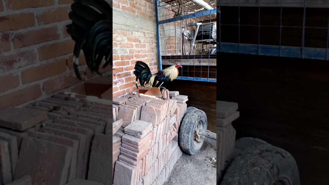 Gallo giro Hatch patas azules fino de combate YouTube