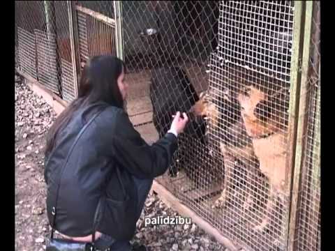 Video: Suņu Patversme