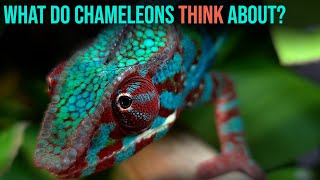 What do chameleons think about?