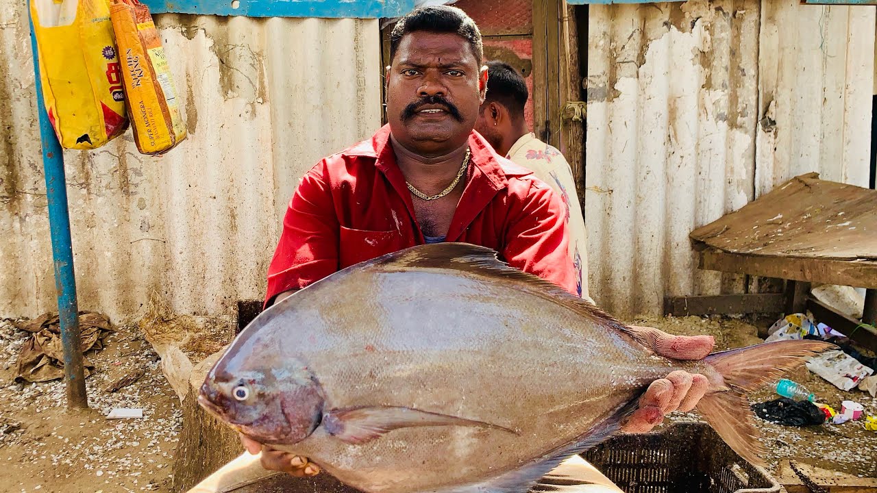 6 KG BIGEEST BLACK POMFRET FISH CUTS🔪RARE SIZE FISH🔪KASIMEDU SELVAM🔪 YouTube