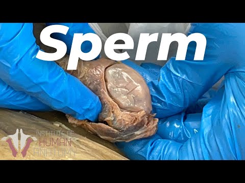 Video: Sperma-afwykings By Katte