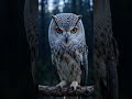🦉 Owl Turning Head 270 Degrees | Mesmerizing! #minimalanimal #viral