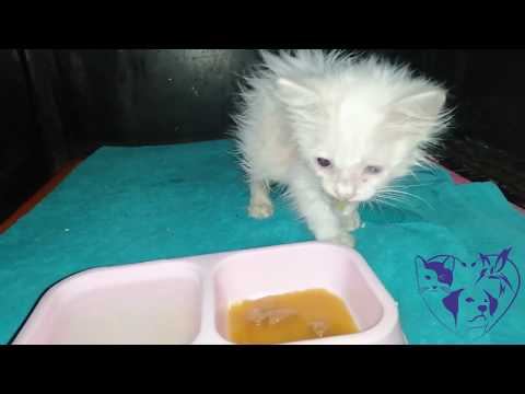 فيديو: انسداد معوي في القطط