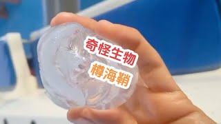 很像玩具的奇怪生物，樽海鞘，有什么用？#海洋生物  #涨知识