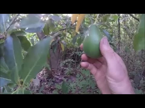 camera iphone 8 plus apk Avocado's 2019